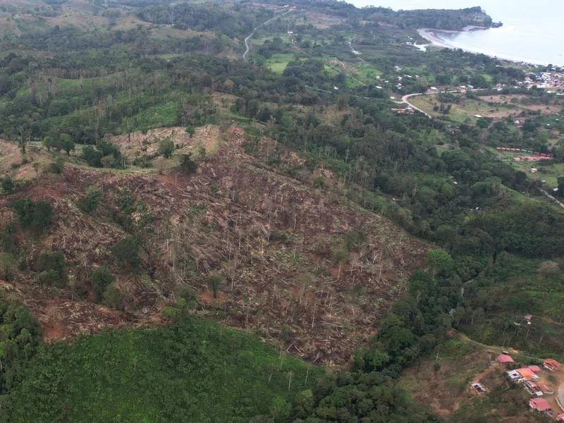 Picture of a slash and burn action of 15 hectares right next to the foundation.